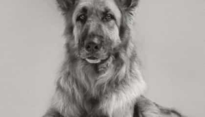 Perro en blanco y negro